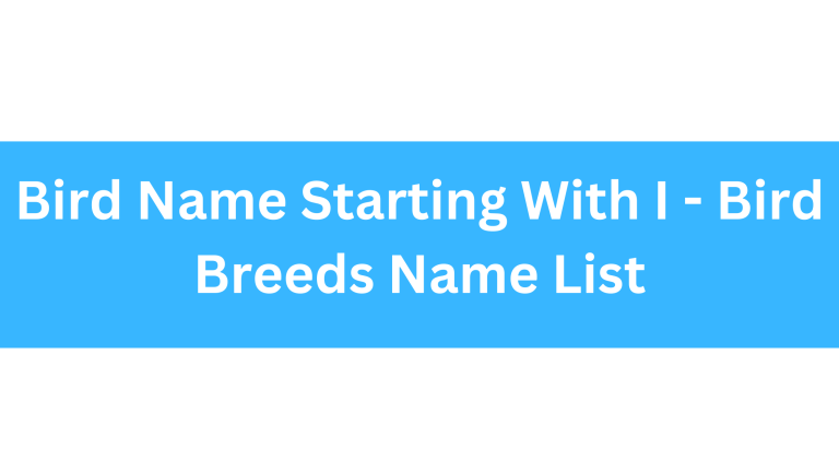 Bird Name Starting With I
