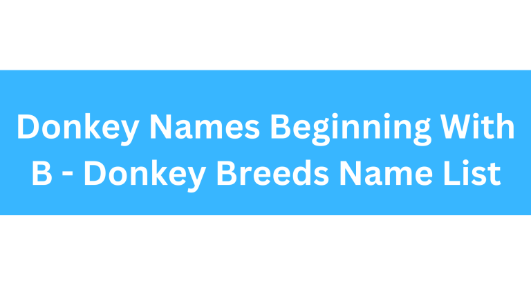 Donkey Names Beginning With B
