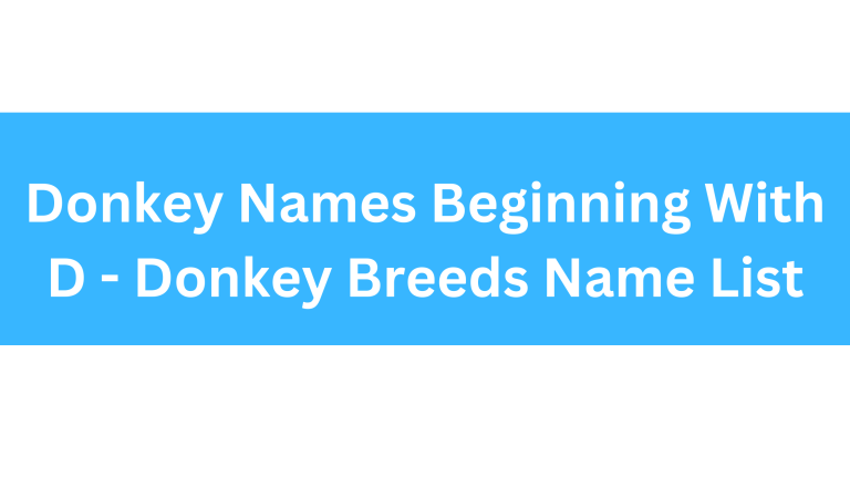 Donkey Names Beginning With D