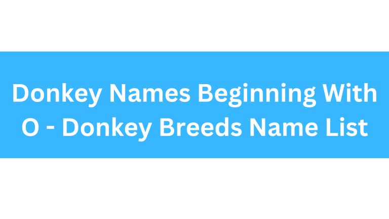 Donkey Names Beginning With O