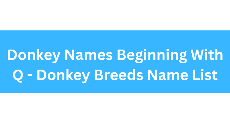 Donkey Names Beginning With Q