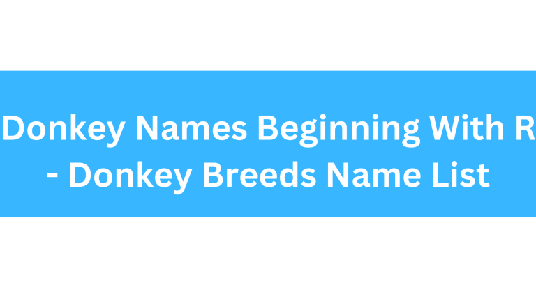 Donkey Names Beginning With R