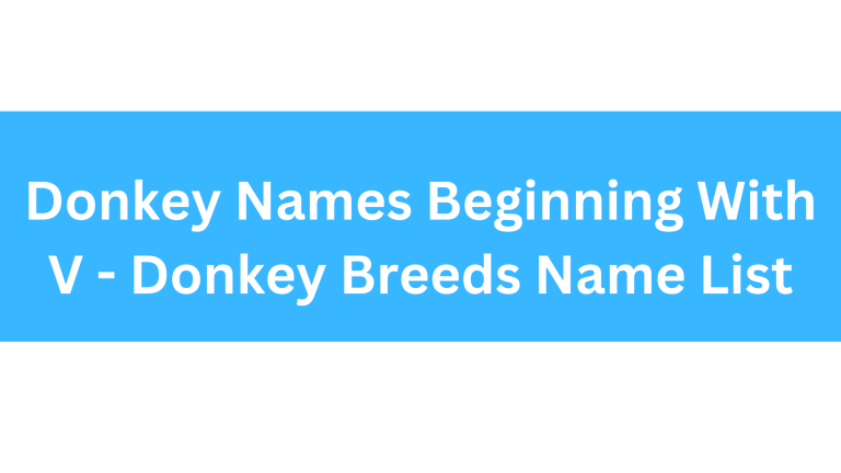 Donkey Names Beginning With V