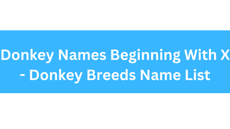 Donkey Names Beginning With X