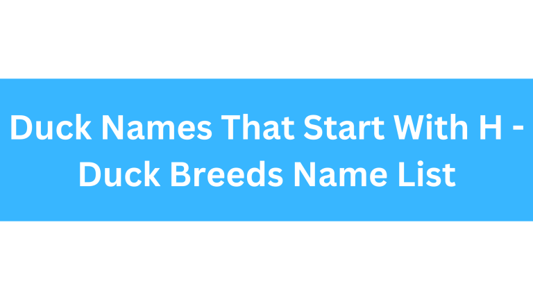 Duck Names That Start With H