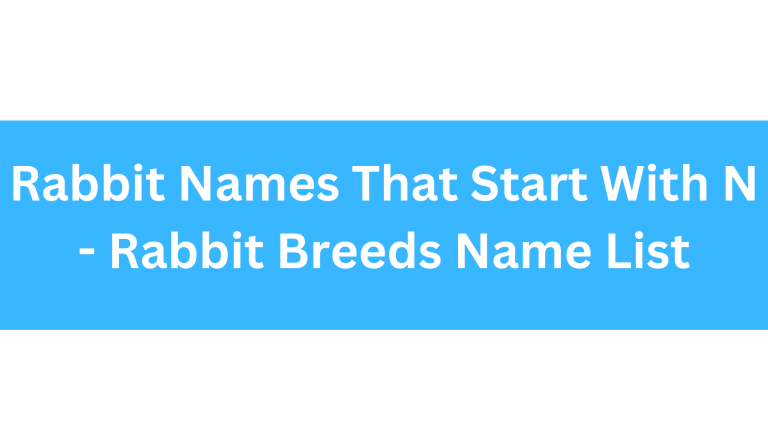 Rabbit Names Beginning With N
